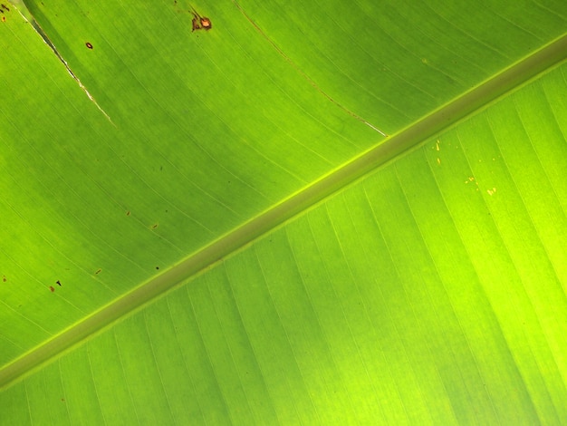 Banana leaves