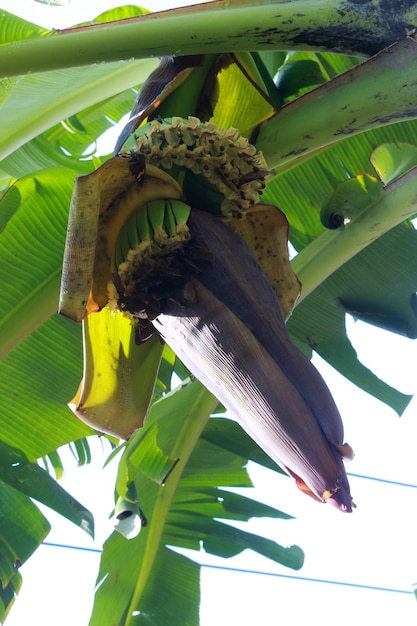 Banana male buds on the tree