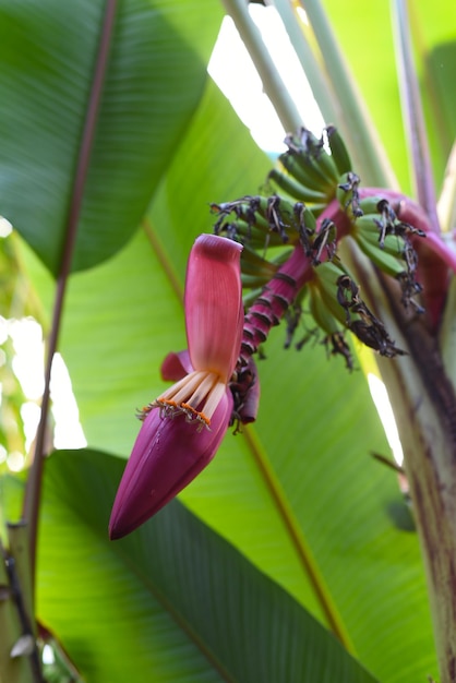 Banana Musa mannii 또는 인도 난쟁이 바나나