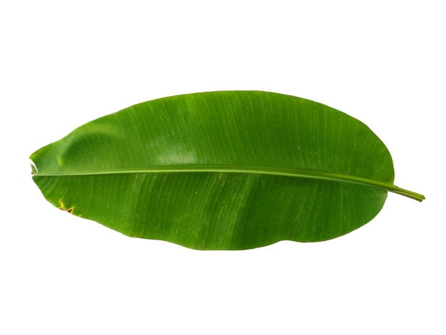 Banana or Musaceae leaf on white background