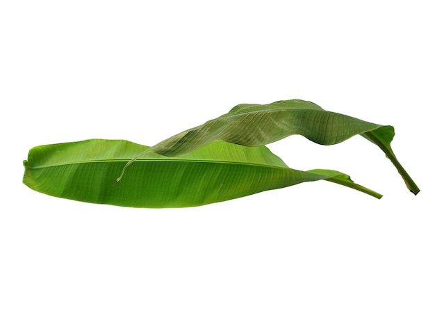 Banana or Musaceae leaf on white background