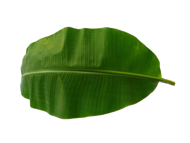 Banana or Musaceae leaf on white background