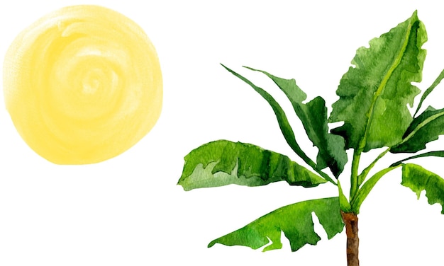 Photo banana palm and sun spots watercolor background