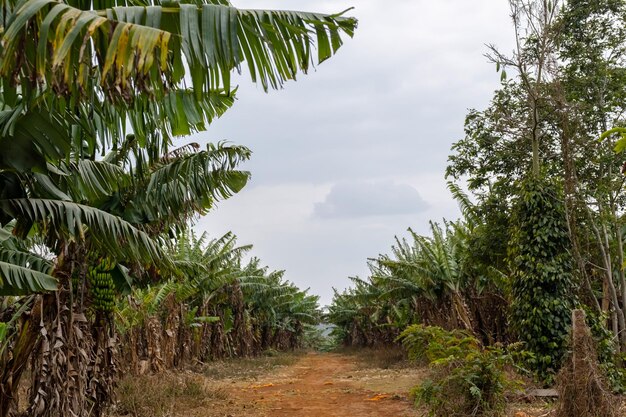 Banana palm tree plantation Tropical fruits garden