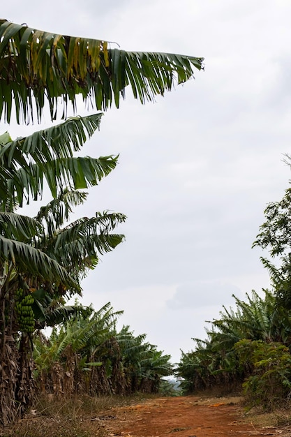 Banana palm tree plantation Tropical fruits garden