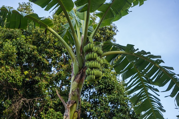 Banana palm with bunches of green bananas on a branch in Thailand
