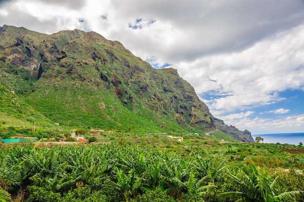 Banana palms plantation Tenerife Canary Islands