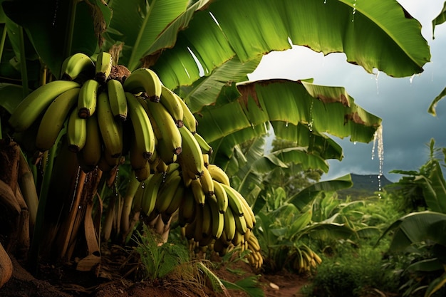 Фотографии бананов, изображения персонажей, 3D-фотографии, фон фермы, обои