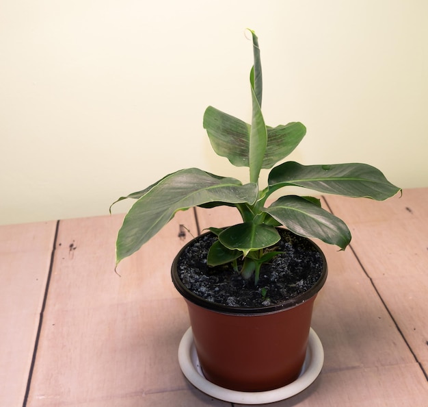 Banana plant growing inside how to grow bananas concept