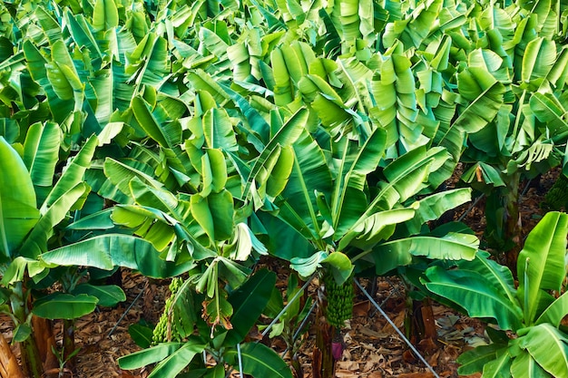 Banana plantation - Banana trees in the garden