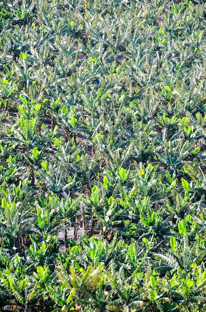 Banana Plantation Field in the Canary Islands