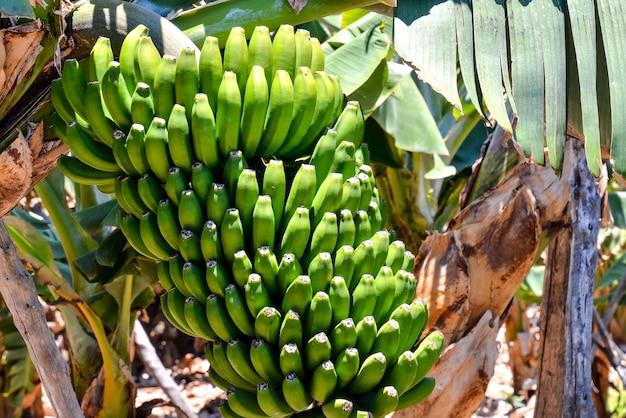 Banana Plantation Field in the Canary Islands