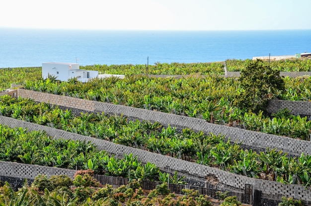 Banana Plantation Field in Tenerife Canary Islands