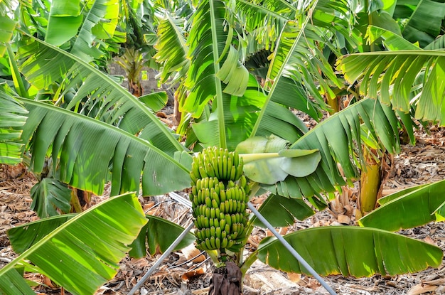 Banana Plantation Field