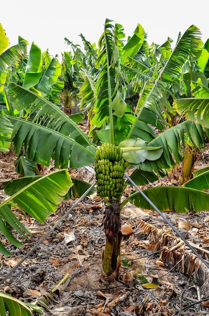 Banana Plantation Field