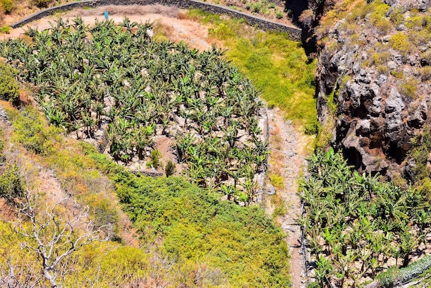 Banana Plantation Field