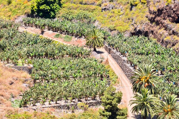 Banana Plantation Field