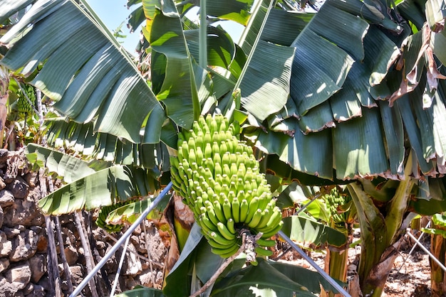 Banana Plantation Field