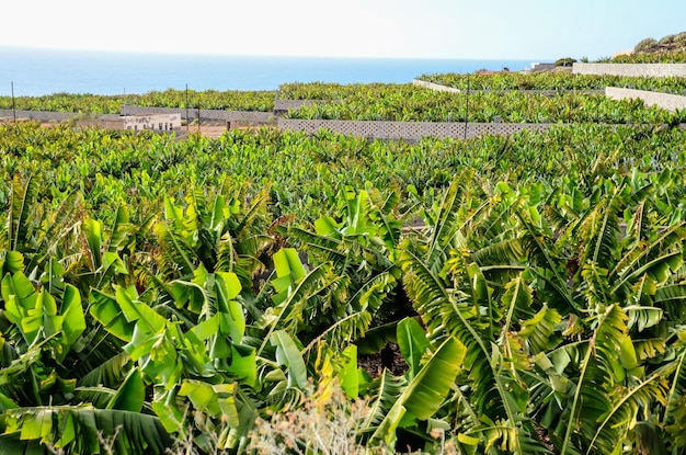 Banana Plantation Field