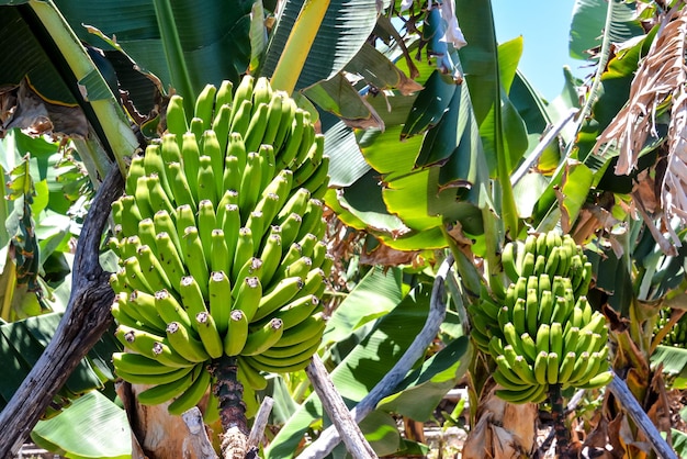 Photo banana plantation field