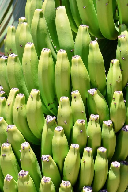 Photo banana plantation field