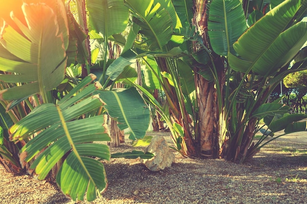 晴れた日のバナナプランテーション 自然の熱帯背景