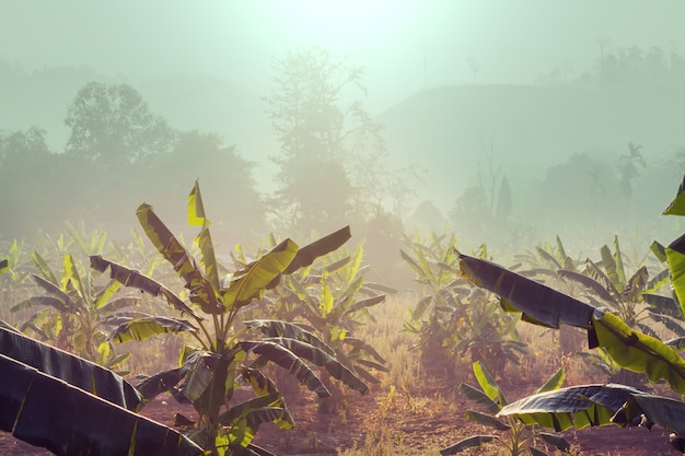 Banana plantation