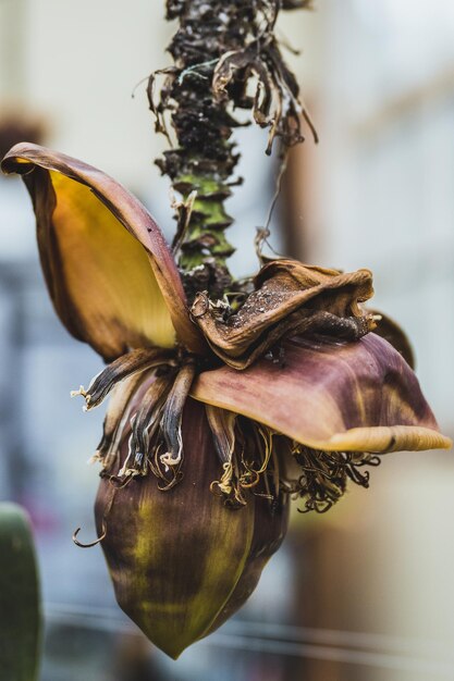 Foto cuccioli di semi di banane