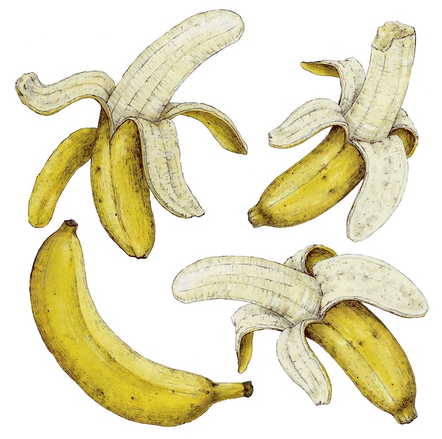 Banana set on a white background. Hand drawing. Suitable for the design of fabric, paper. And for design of the kitchen cafe restaurant menu