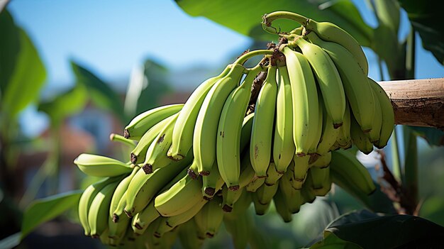 banana stock images ripe bananas banana tree stock photos banana bunch yellow bananas banana stock a