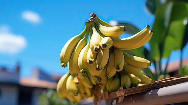 Banana stock images ripe bananas banana tree stock photos banana bunch yellow bananas banana stock a