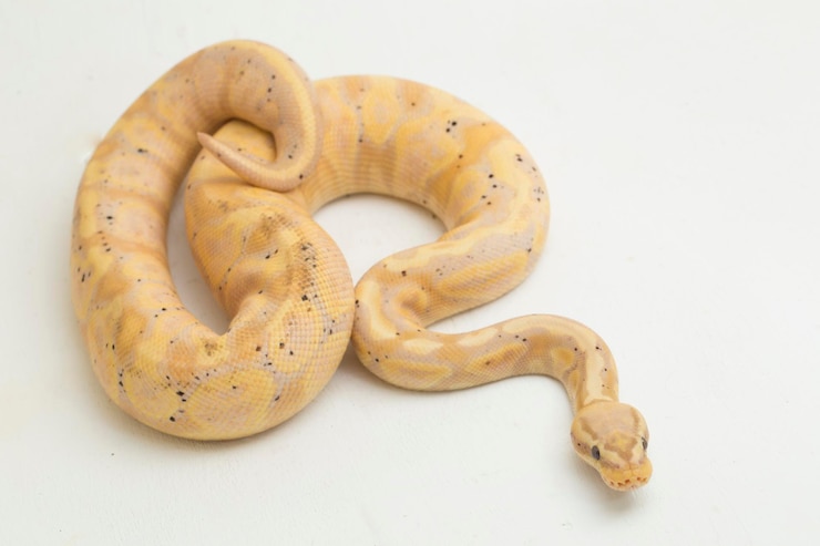 फोटो banana super pastel ball python regius isolated on white background