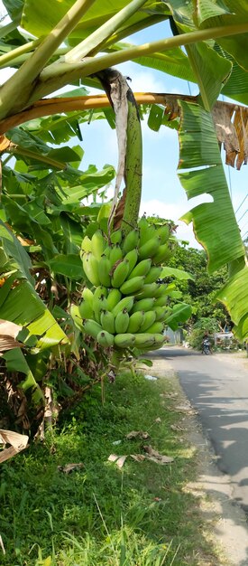 Banana tree banana fruit taken closeup angle