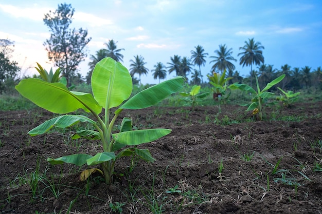 Photo banana tree in a field with palm trees in the background