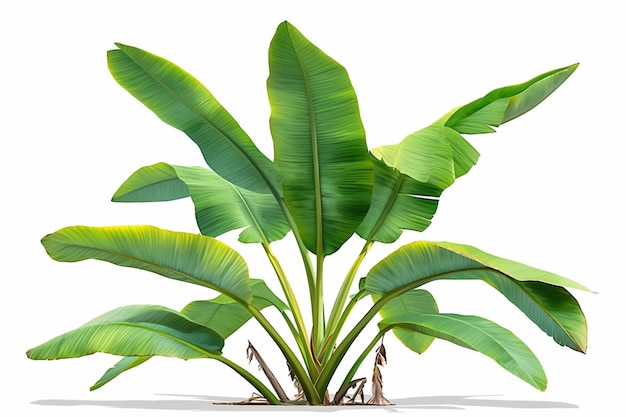 Photo banana tree foliage isolated with crisp green leaves on white