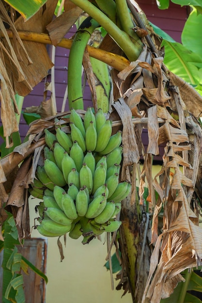 The banana tree in the garden next to the house.