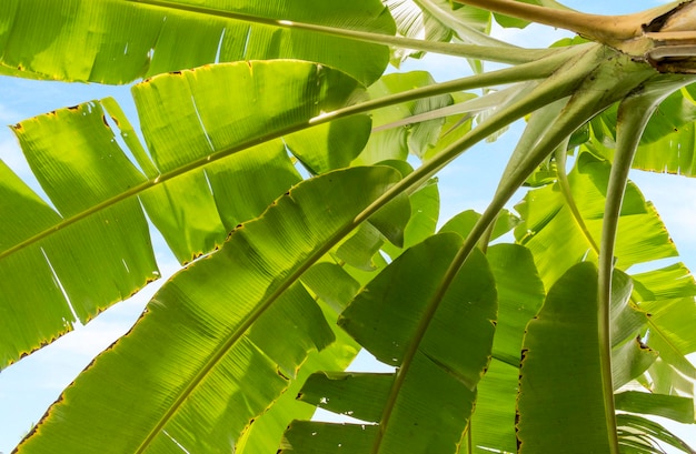 Photo under banana tree green leaves and blue sky