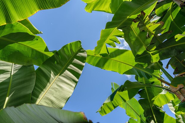 Under Banana tree green leaves and blue sky