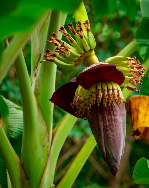 Banana tree and green leaves with banana blossom