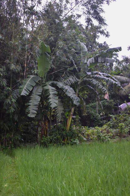 Banana tree and green paddy field background