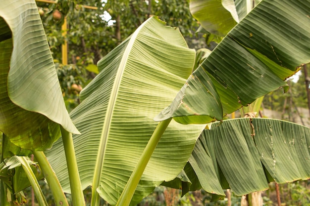 Banana tree growing in the garden new leaf