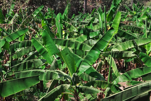 Photo banana tree in the historic village al ain saudi arabia