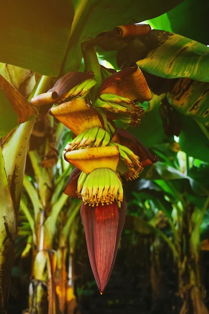 Banana tree in India