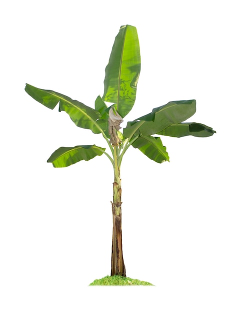 Banana tree isolated on white background with clipping paths for garden design