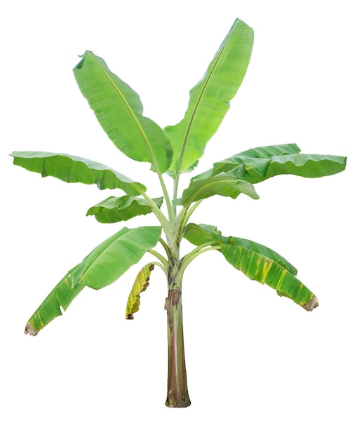 Banana tree isolated on white background