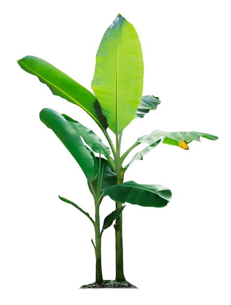 Banana tree isolated on white background