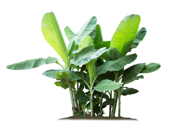 Banana tree isolated on white background