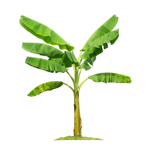 Banana tree isolated on white background