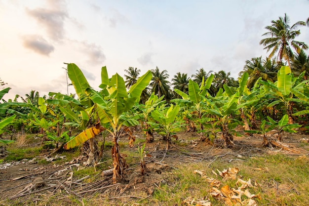 banana tree plant