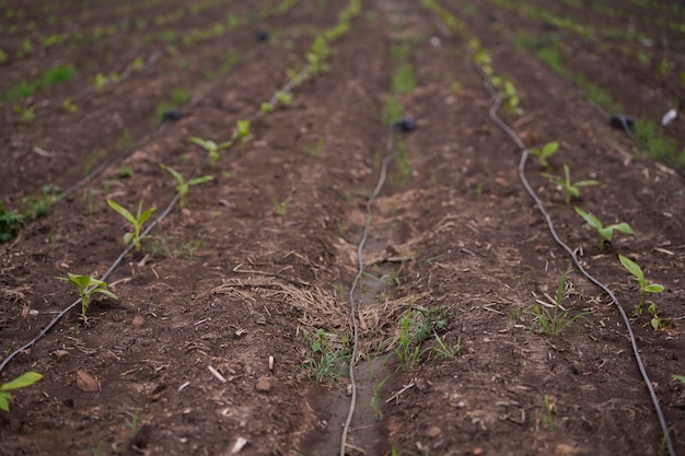 Photo banana tree plantation at field